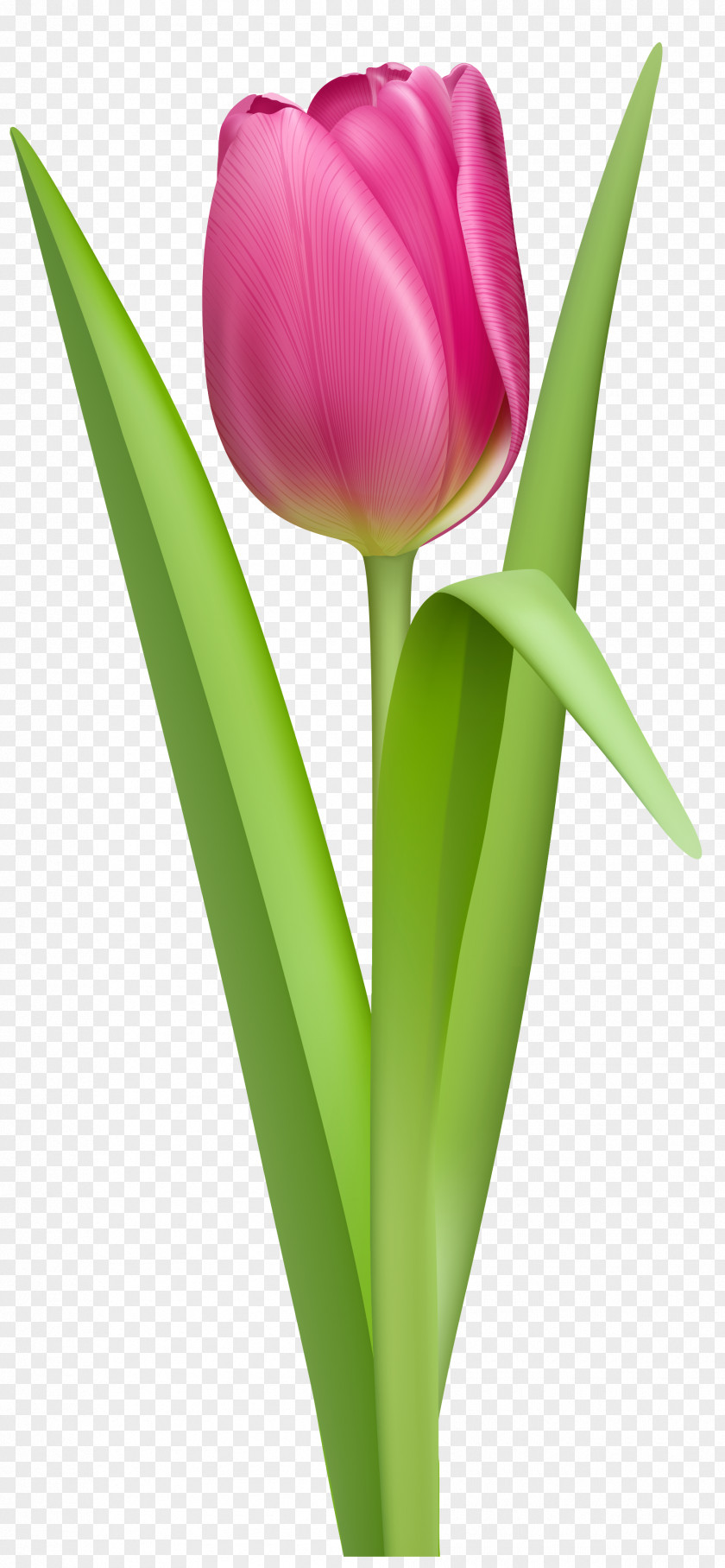 Transparent Pink Tulip Clipart Picture The Tulip: Story Of A Flower That Has Made Men Mad Computer File PNG