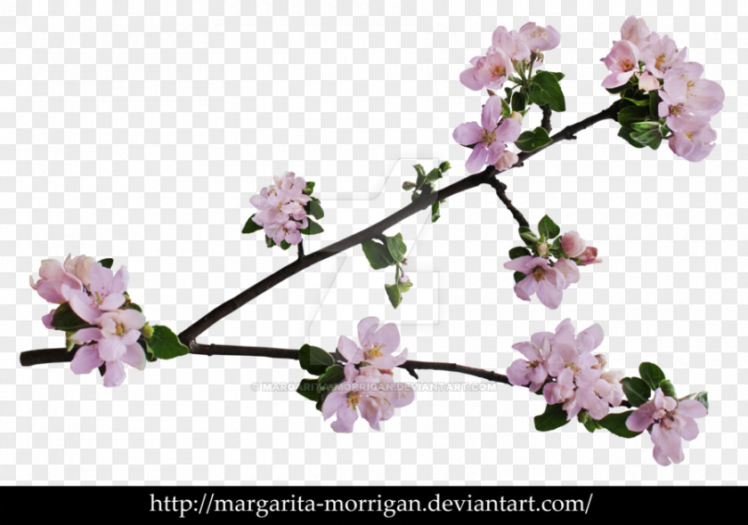 BLOSSOM Branch Of Apple Blossoms Cherry Blossom Flower PNG