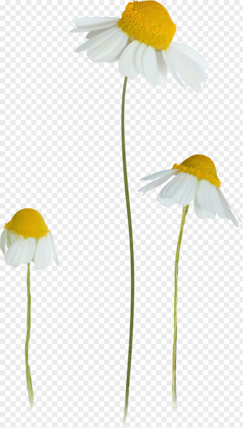 Chamomile German Clip Art PNG