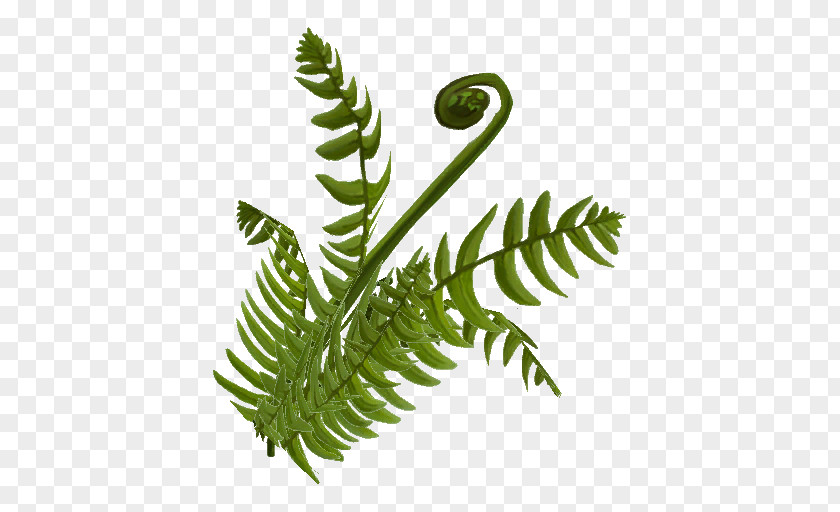 Fern Plant Stem Leaf Equisetum PNG