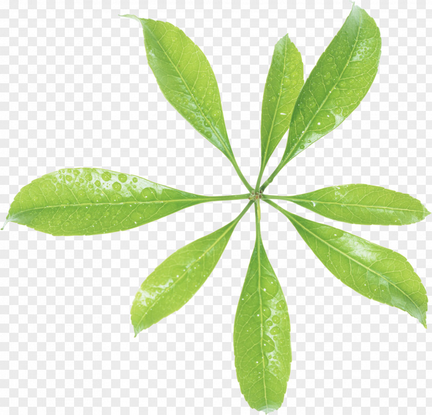 Green Leaves Stock Photography Image Adobe Photoshop PNG