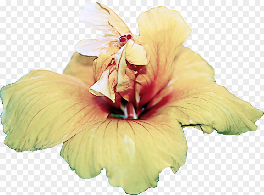 Mallow Family Gladiolus Flower Petal Hawaiian Hibiscus Plant PNG