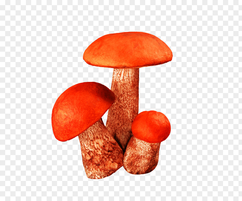 Mushroom Pictures Fungus Raster Graphics Clip Art PNG