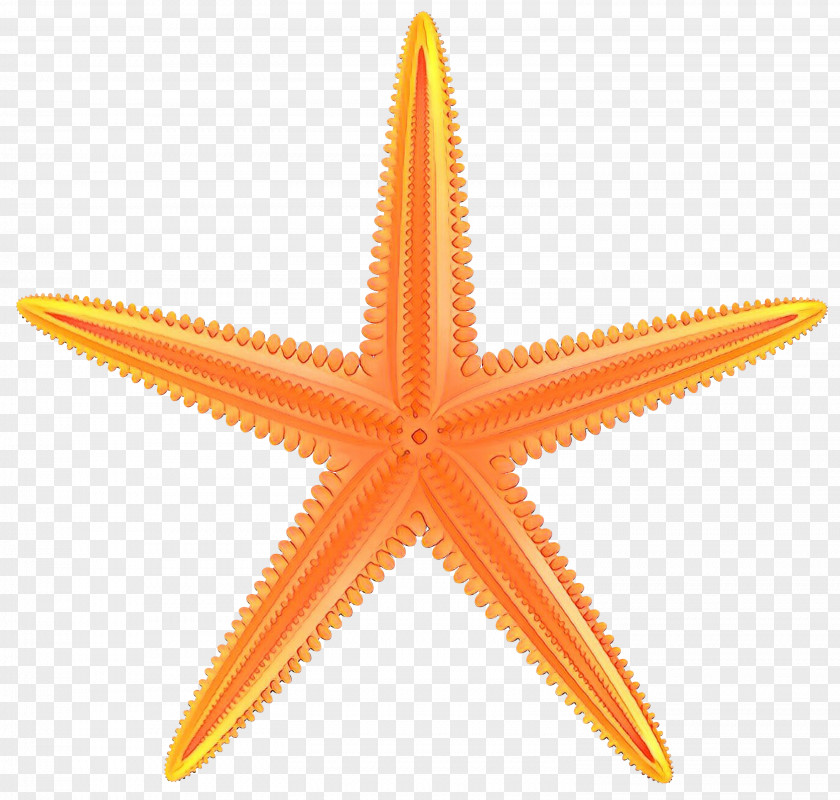Orange Starfish Birthday Party Background PNG