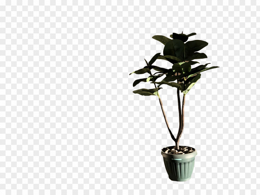 Plant Stem Leaf Houseplant Flowerpot Flora PNG