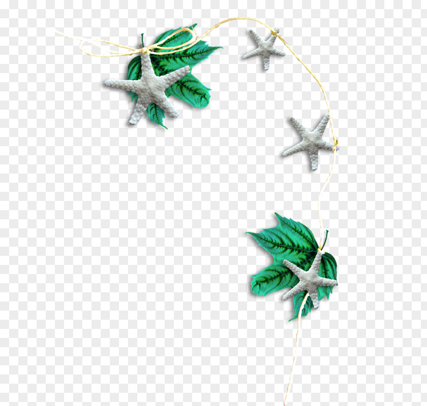Starfish Leaf Ornament Icon PNG