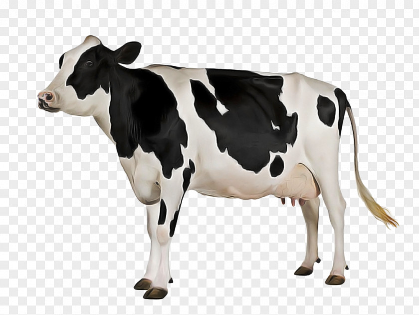 Bull Blackandwhite Cow Background PNG