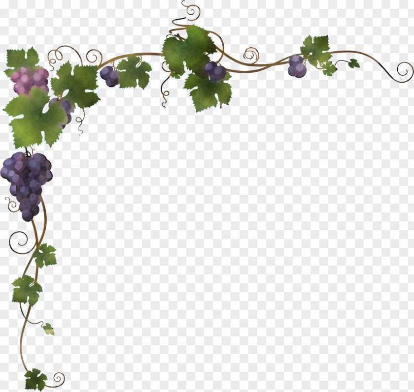 Kyoho Concord Grape White Wine Sultana PNG