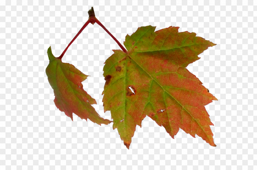 Autumn Leaves Maple Leaf Clip Art PNG