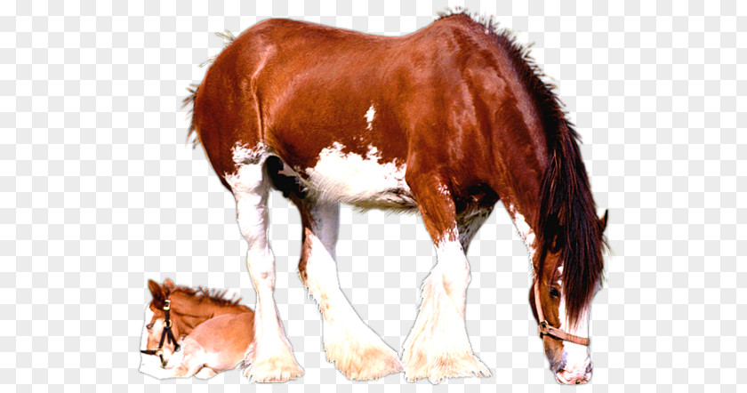 Clydesdale Horse Foal Mare American Paint Colt PNG