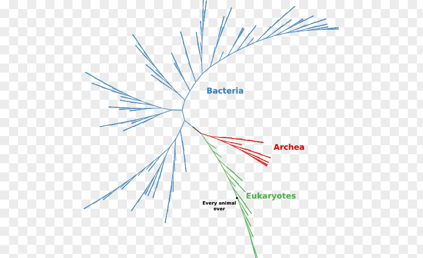 Leaf Diagram Point Angle PNG