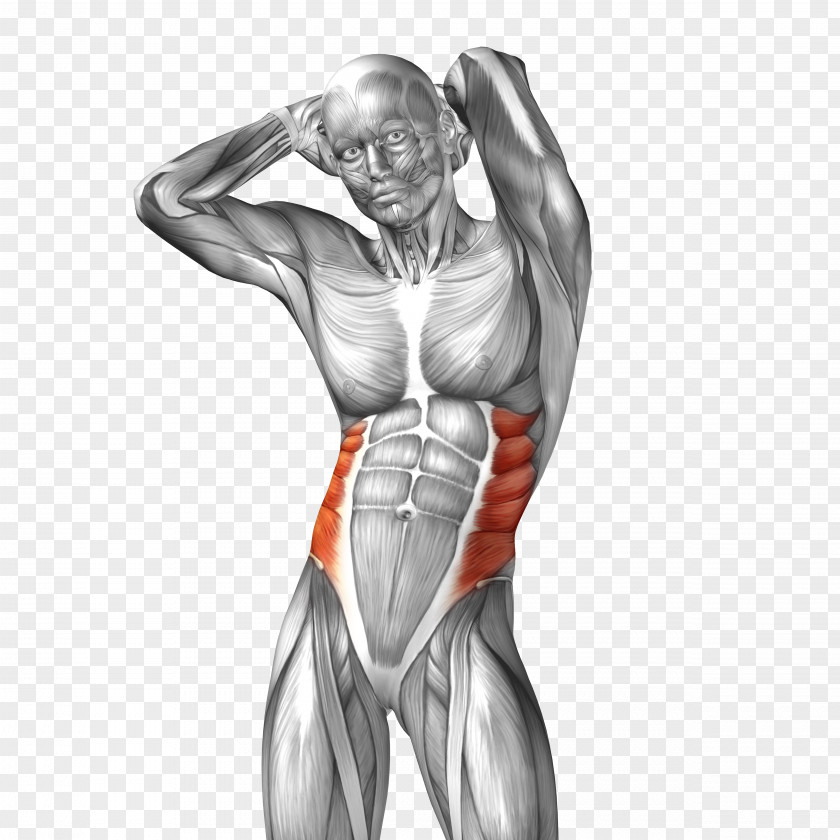 Man Body Model Abdominal External Oblique Muscle Internal Rectus Abdominis Anatomy PNG