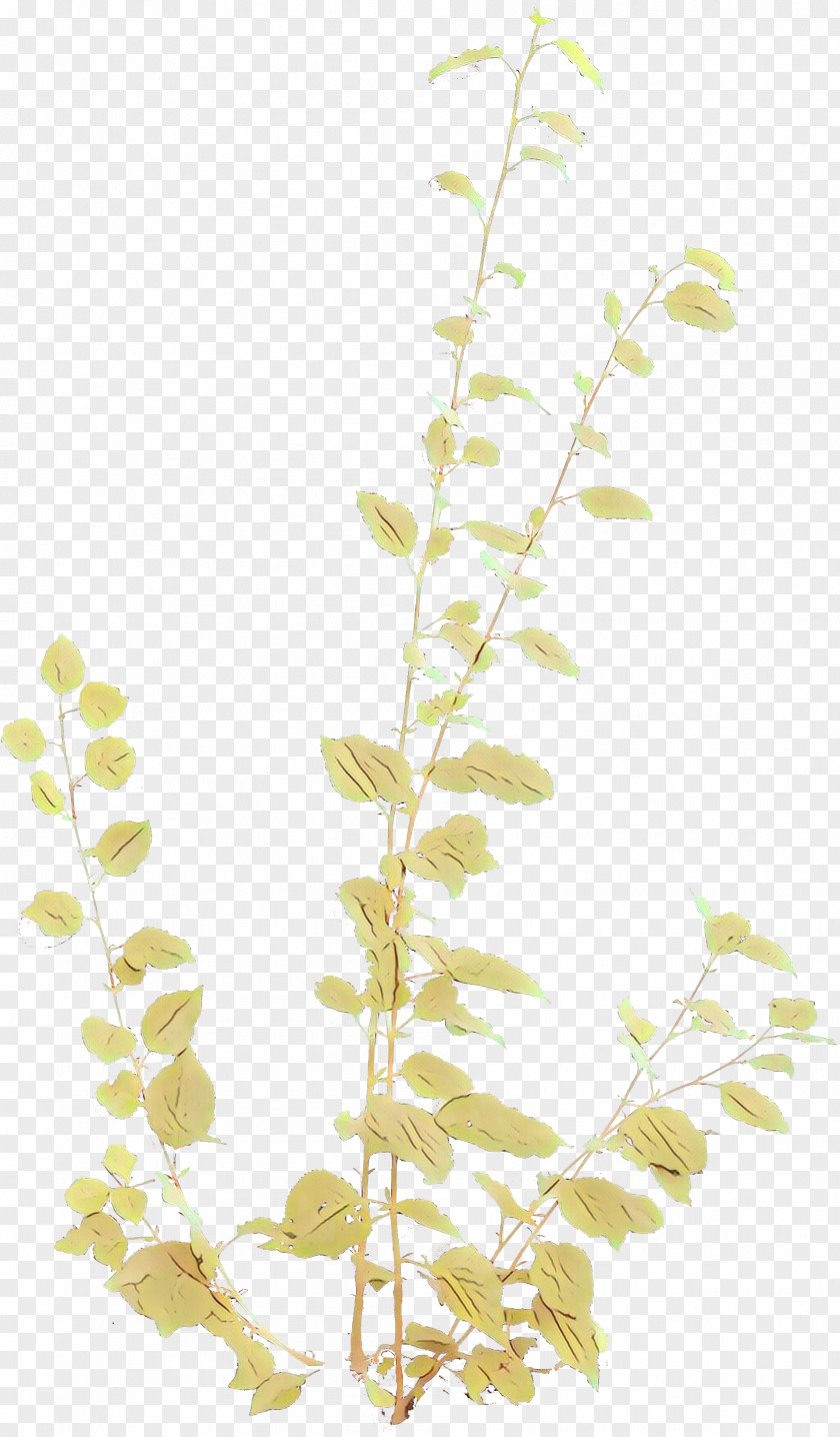 Twig Plant Stem Leaf Product Plants PNG