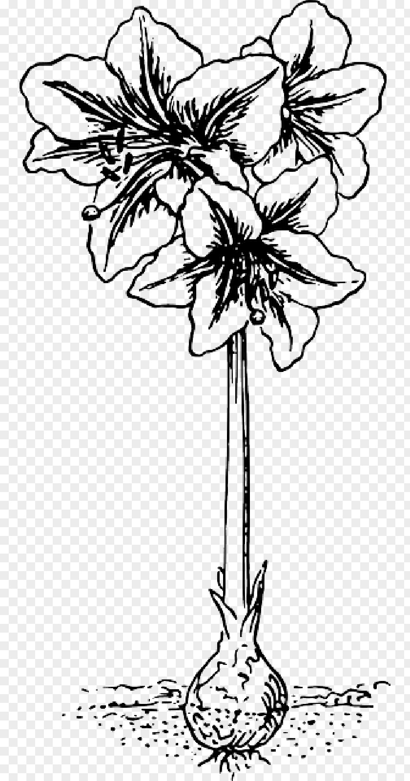 Botany Tattoo Clip Art Vector Graphics Jersey Lily Illustration PNG