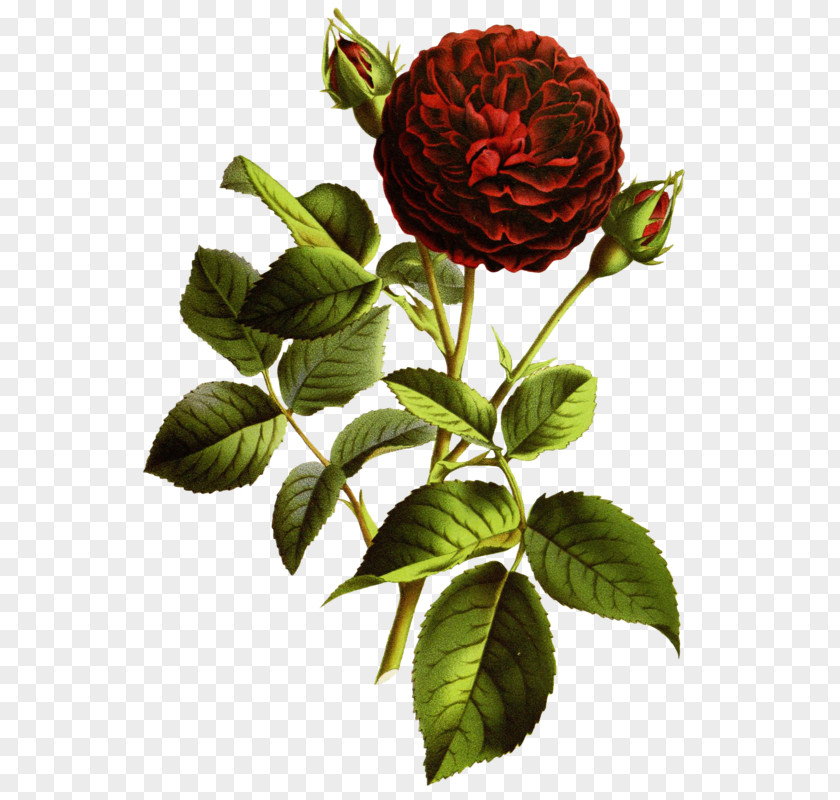 Charles Antoine Lemaire Garden Roses CorelDRAW PNG