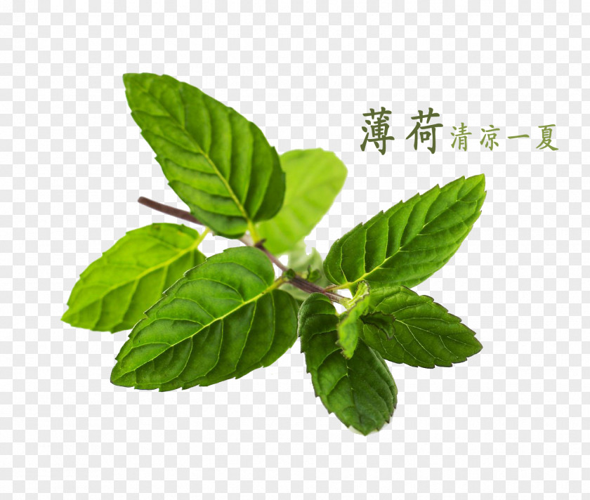 Mint Peppermint Water Mentha Canadensis PNG
