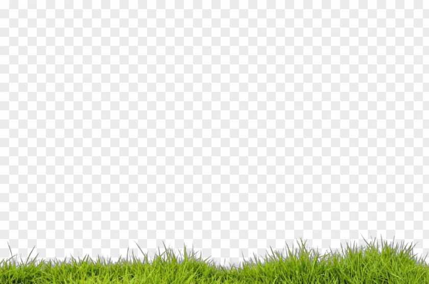 Plant Sky Grass Green Lawn Grassland Vegetation PNG