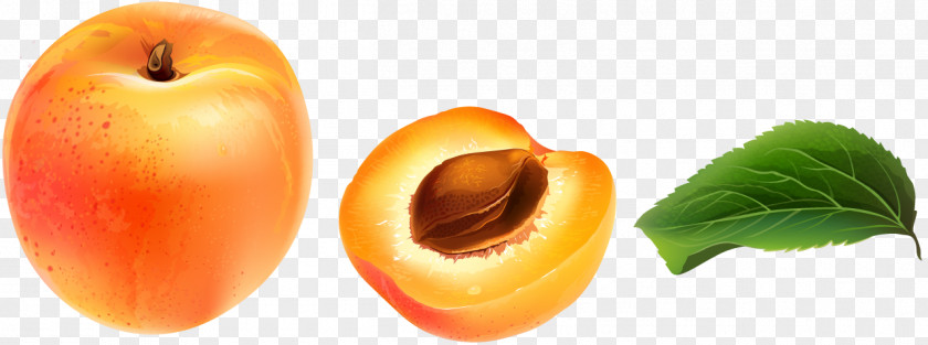 Vector Big Apricot Armenian Food Plum PNG