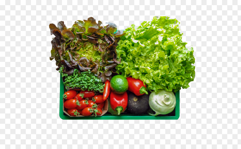 1439 Leaf Vegetable Food Vegetarian Cuisine Zucchini PNG
