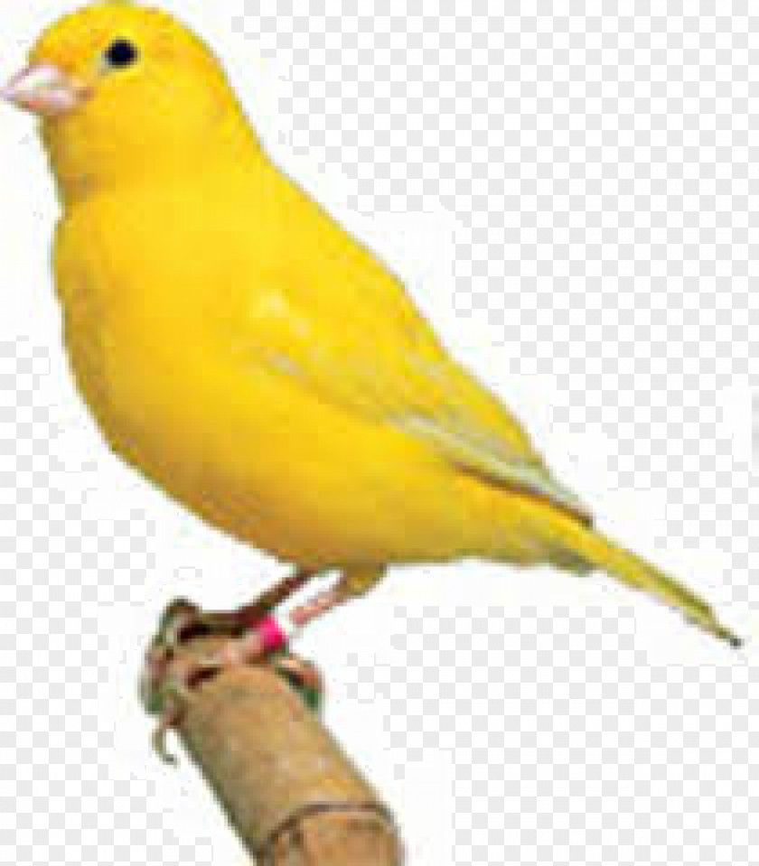 Bird Domestic Canary Finch Islands Yellow PNG