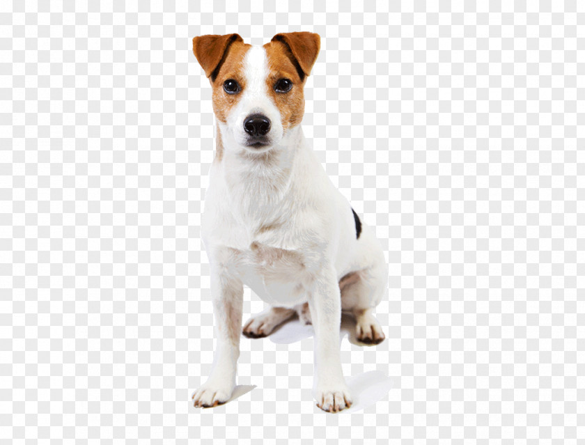 Chihuahua Jack Russell Terrier Parson Smooth Fox Great Pyrenees PNG