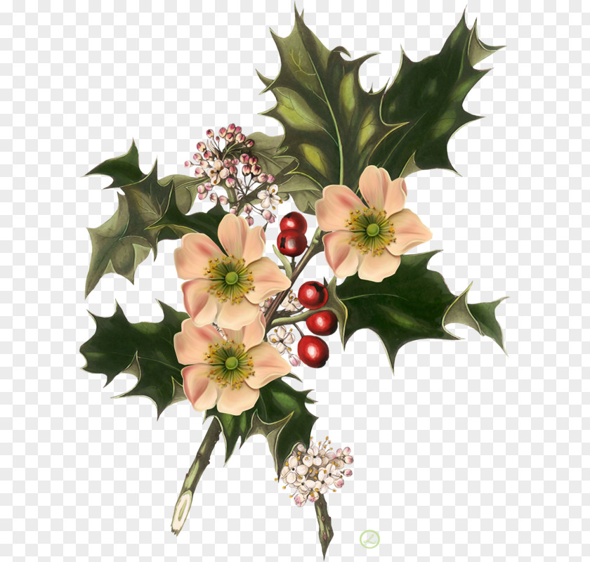 Christmas Wild Flowers Common Holly American PNG