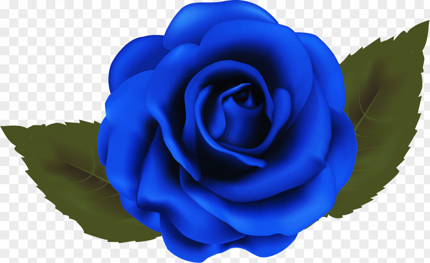A Blue Rose Garden Roses Beach Cabbage PNG