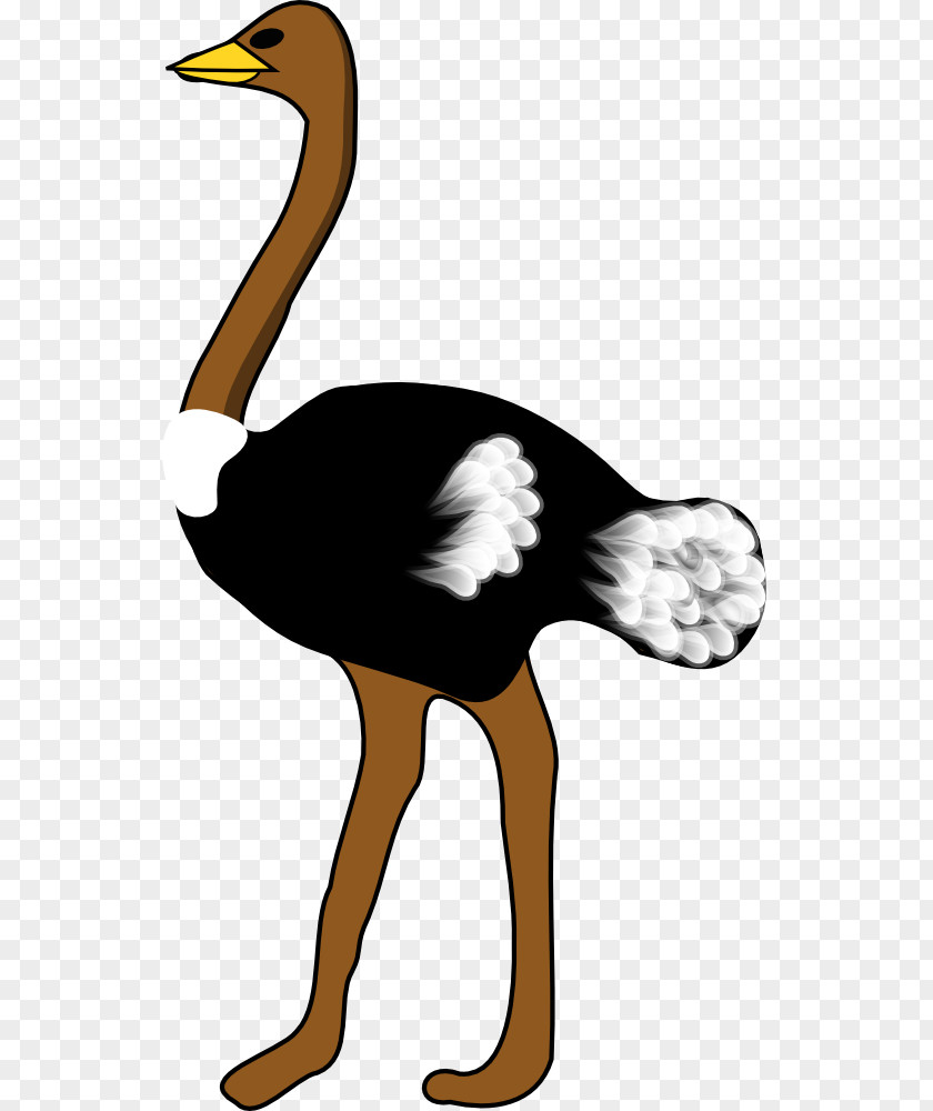 Australian Animals Clipart Common Ostrich Bird Free Content Clip Art PNG