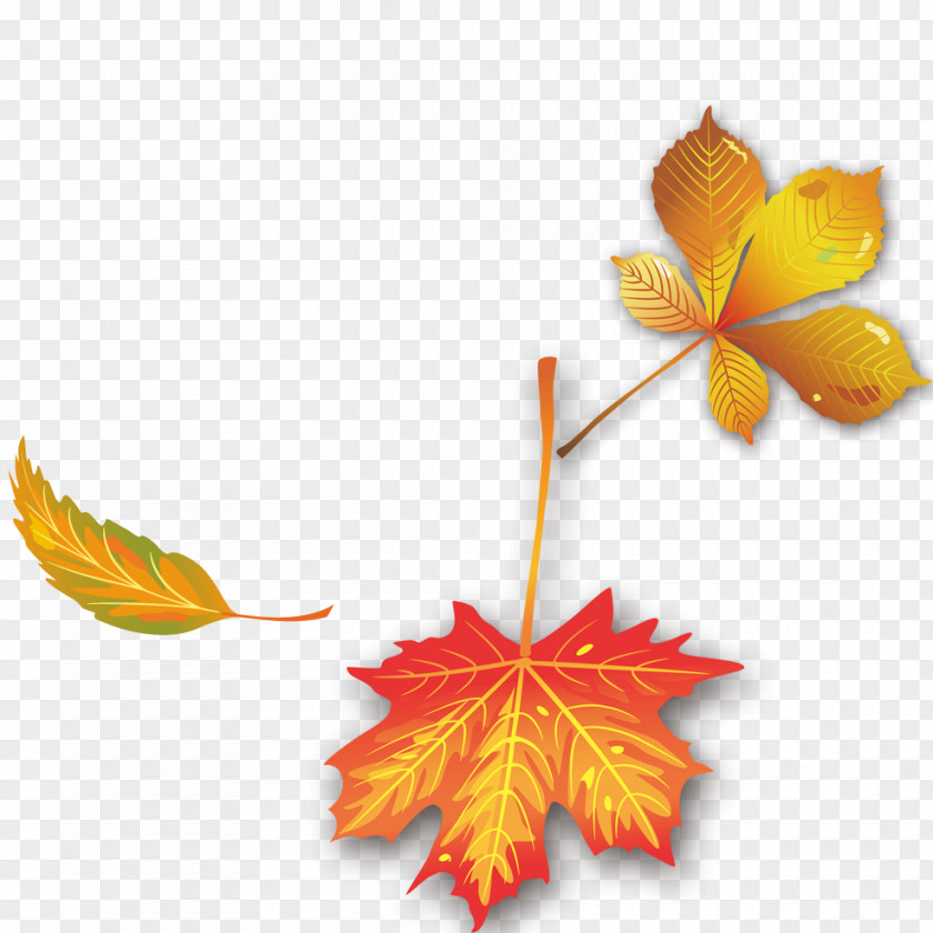 Autumn Leaves Maple Leaf PNG