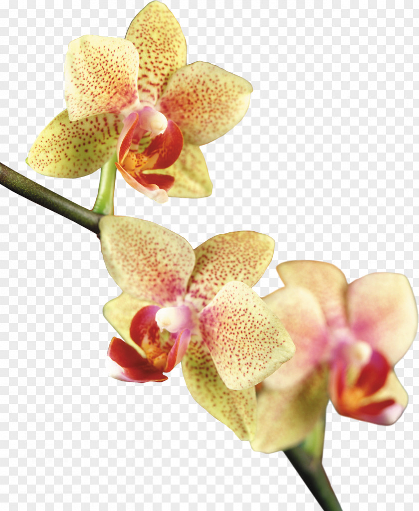 Beautiful Orchid Photo Frame Moth Orchids Clip Art PNG
