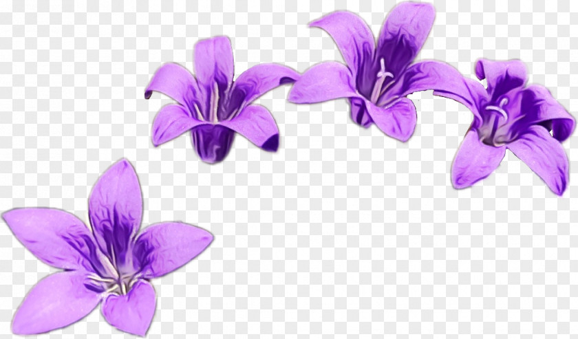 Bellflower Viola Flower Violet Petal Purple Plant PNG
