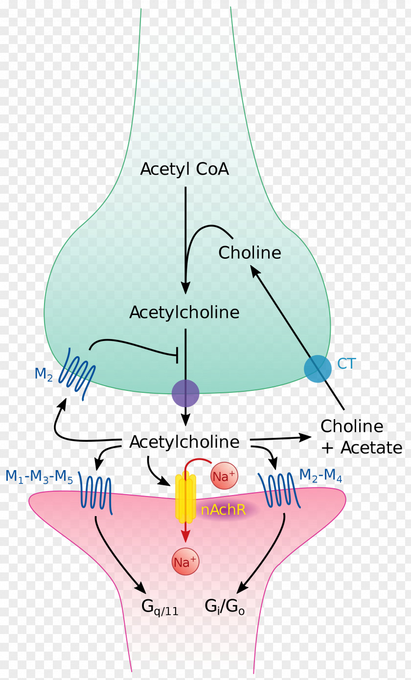 Brain The Cholinergic Synapse Acetylcholine Neurotransmitter PNG