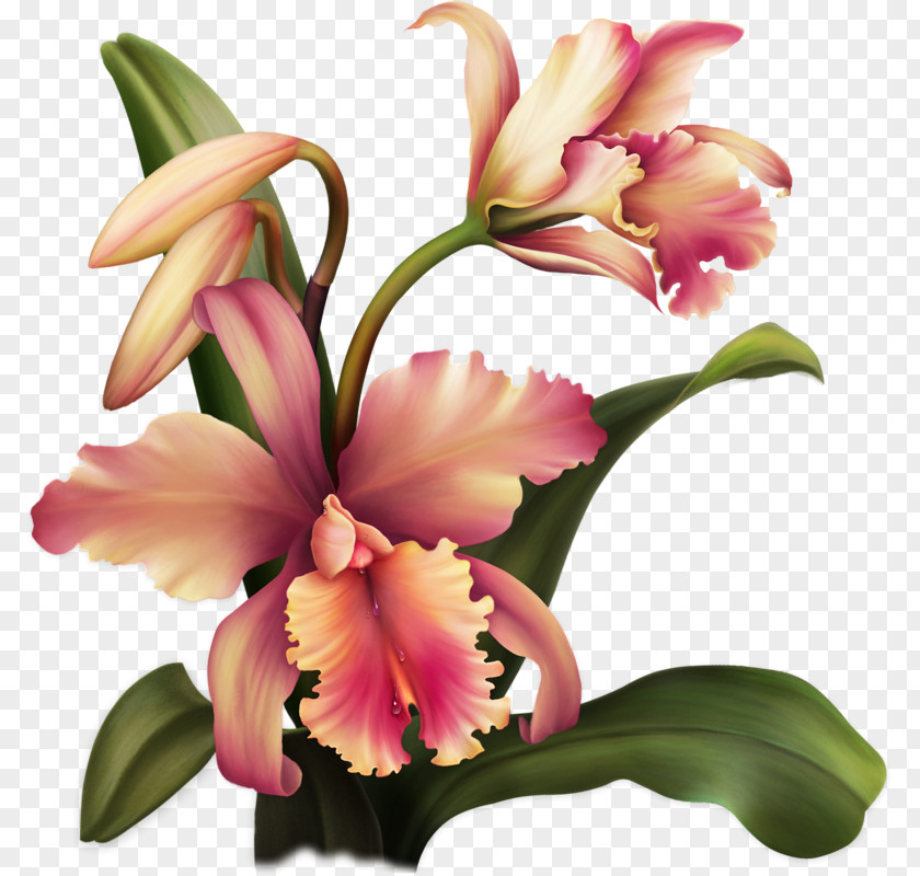 Flower Floral Design Painting Art PNG