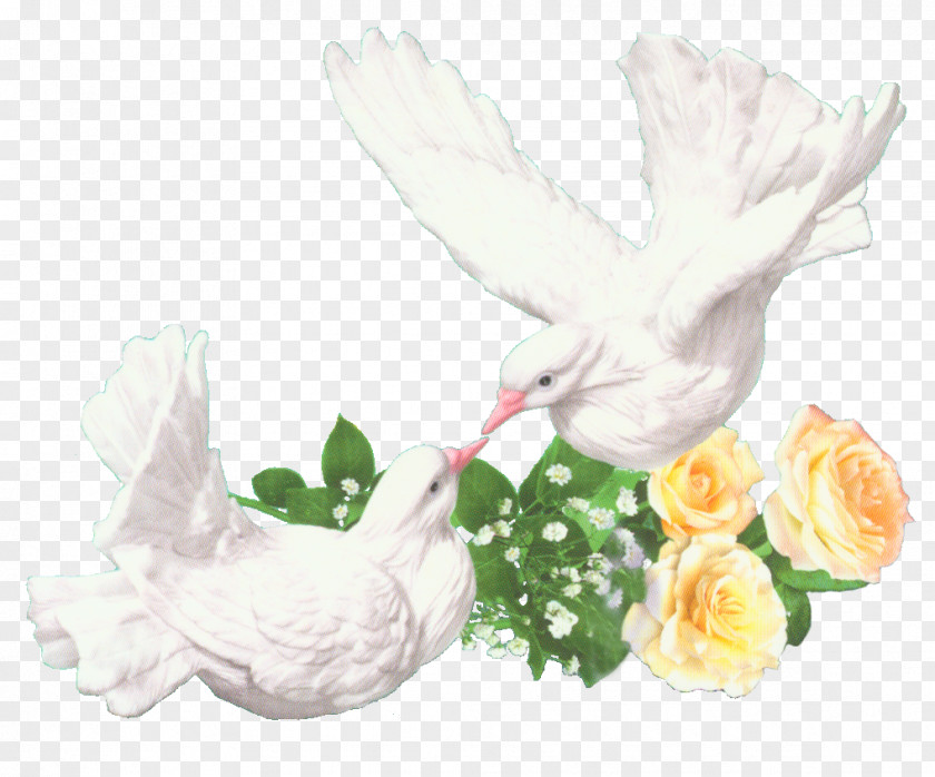 Free Psd Wedding Dress Rock Dove Bird Homing Pigeon Clip Art PNG