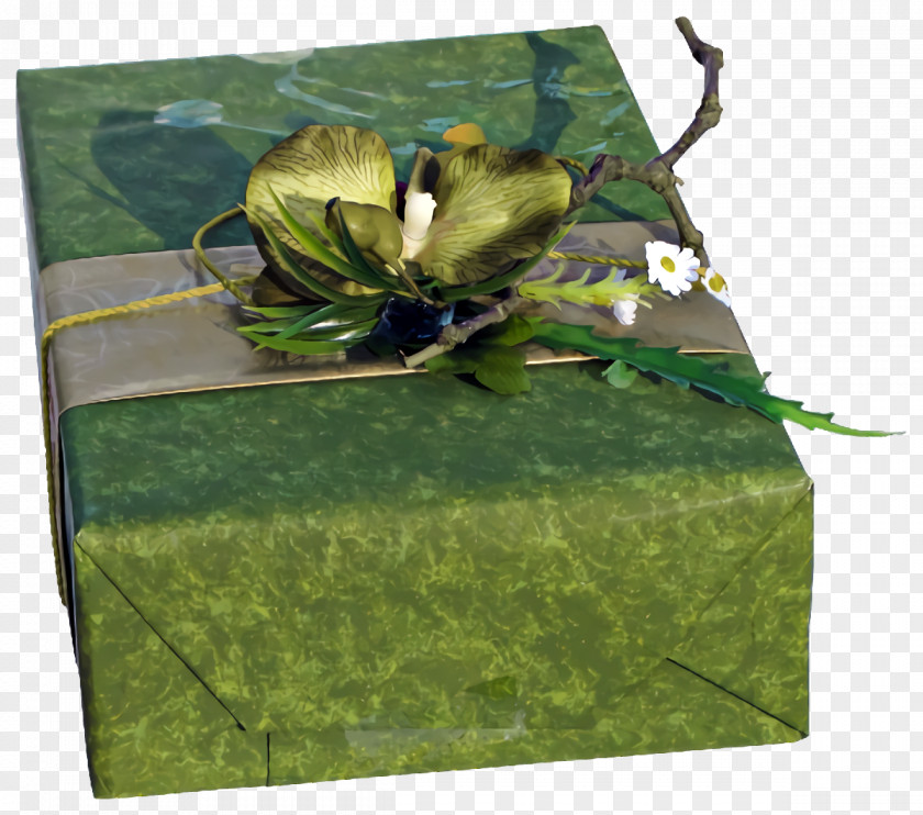 Magnolia Grass Christmas Gift New Year PNG