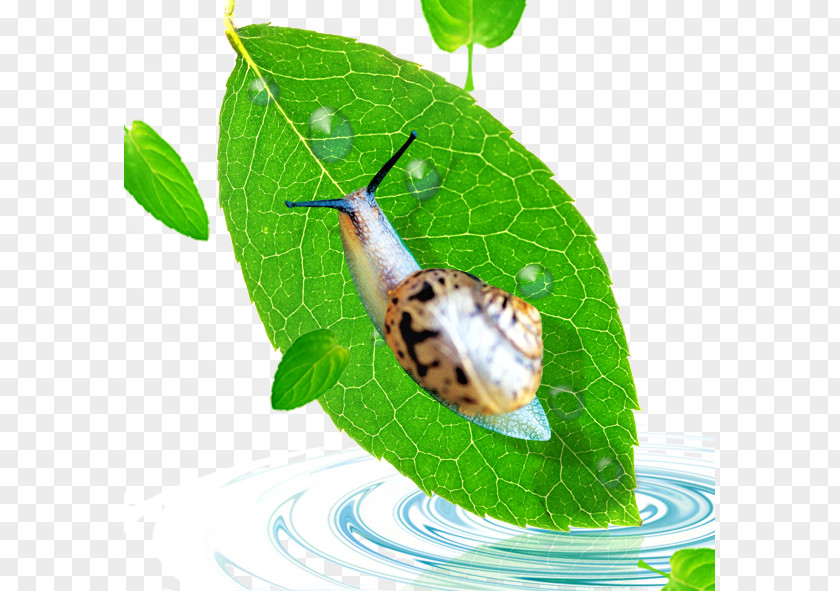 Snails Download Icon PNG