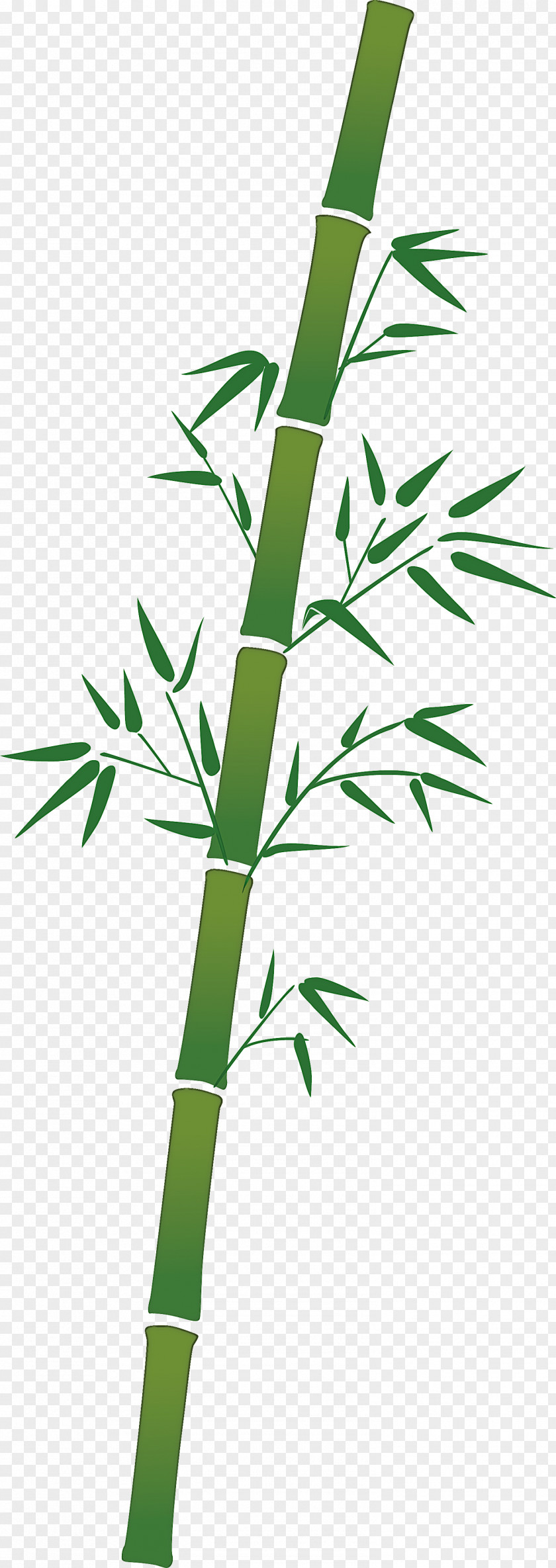 Bamboo Leaf PNG