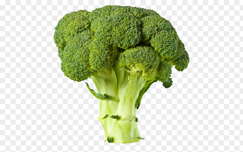 Broccoli Vegetable Clip Art PNG