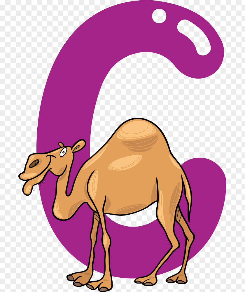 C In Front Of The Camel Stock Photography Royalty-free Cartoon Illustration PNG