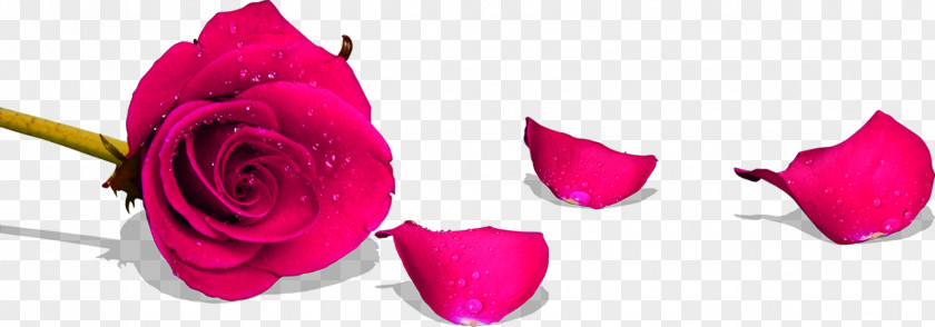 Drop Pink Rose Petal Wedding Beach Garden Roses Red PNG