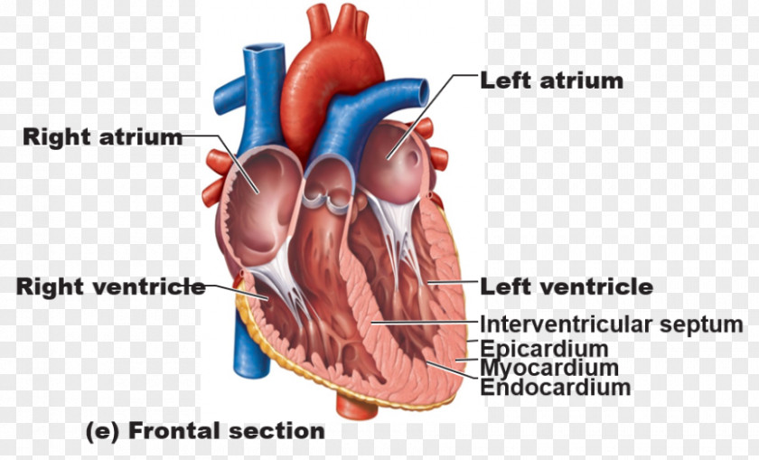 Heart Anatomy Of The Great Vessels Human Body PNG