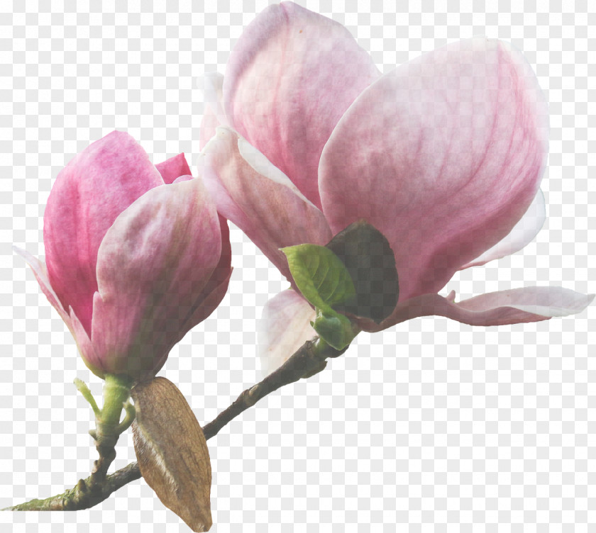 Pedicel Magnolia Family Flower Plant Petal Pink Bud PNG