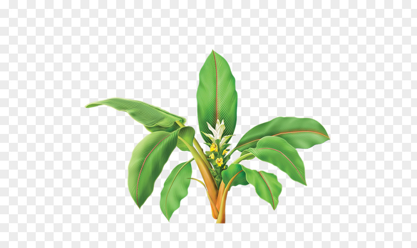 Plant Turmeric Herb Curcumin Golden Milk PNG