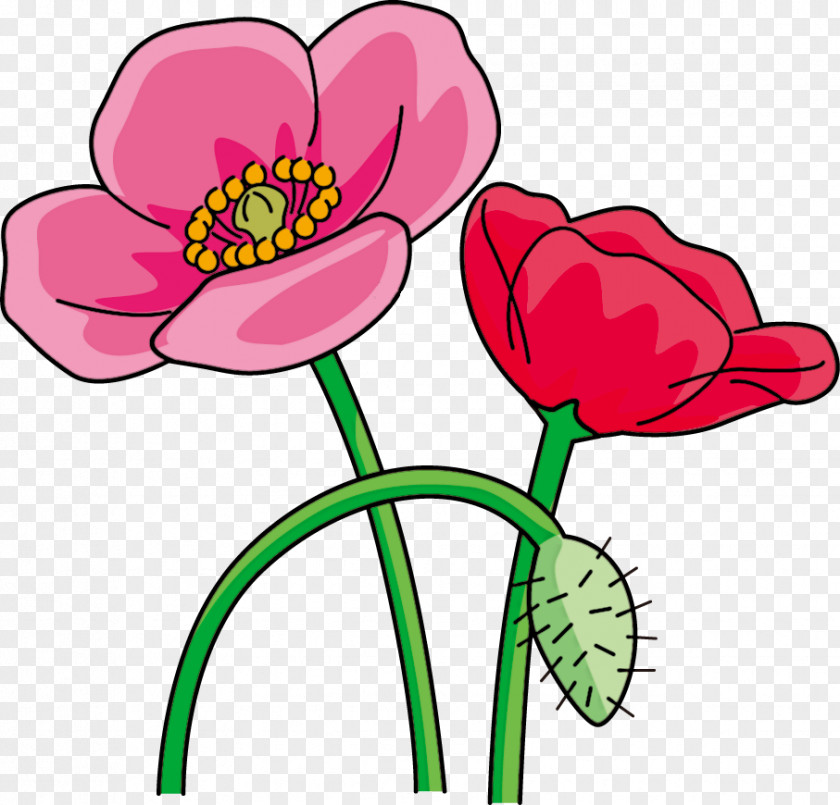 Poppy Ise Common Flower PNG