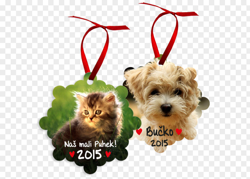 Puppy Whiskers Havanese Dog Bichon Frise Breed PNG