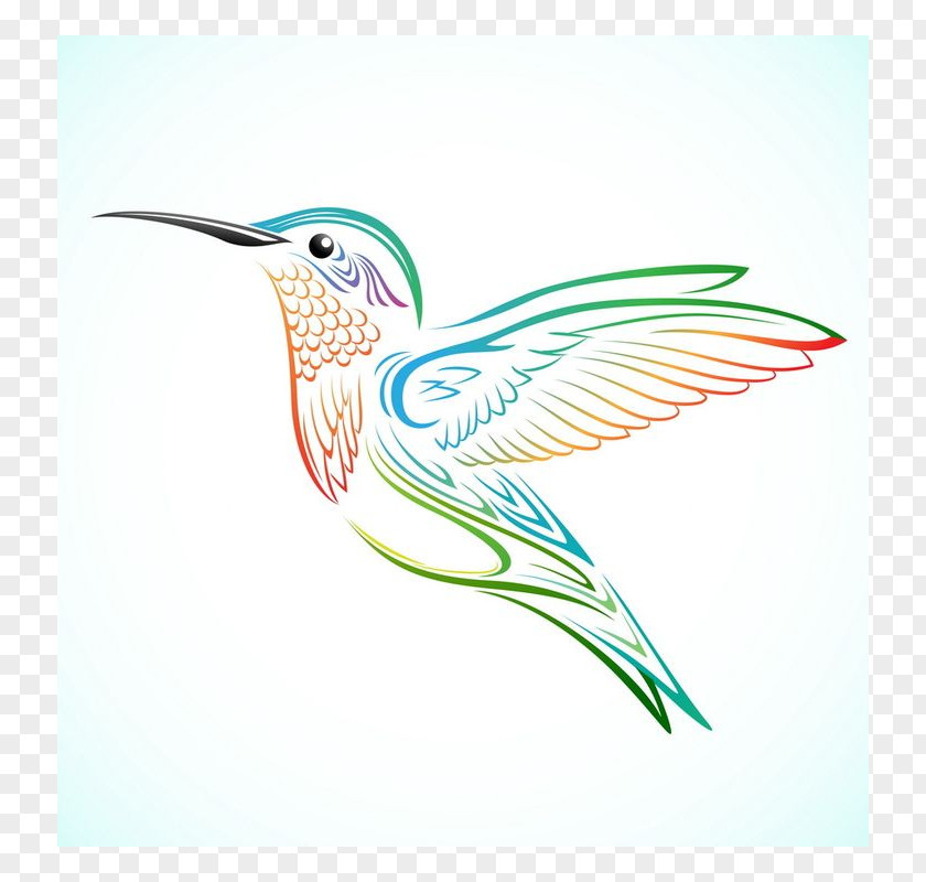 Bird Hummingbird Tattoo Drawing PNG