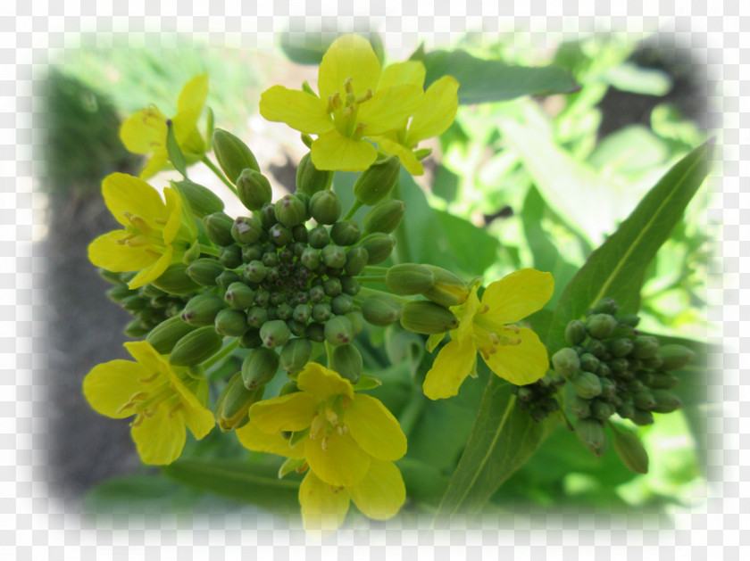 Bono Canola Brassica Rapa Rapeseed Mustard Plant Annual PNG