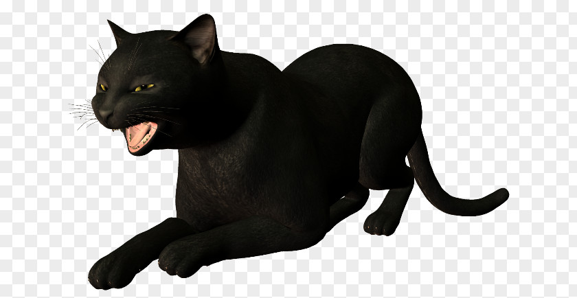 Cat Black Panther Whiskers PNG