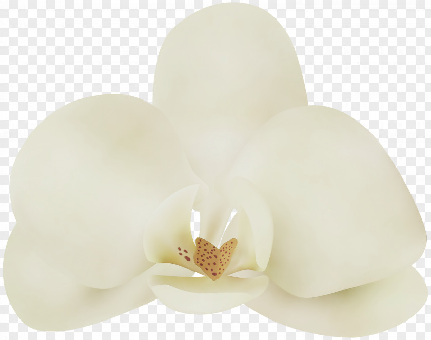 Magnolia Family Candle White Petal Flower Moth Orchid Plant PNG