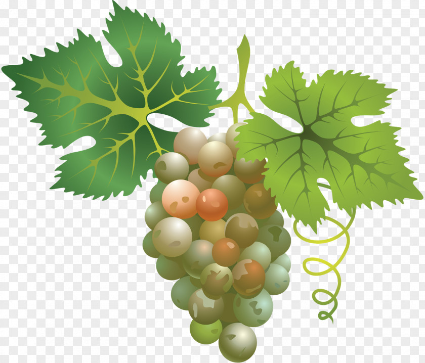 Michael Fassbender Sauvignon Blanc Wine Cabernet Grape Chenin PNG